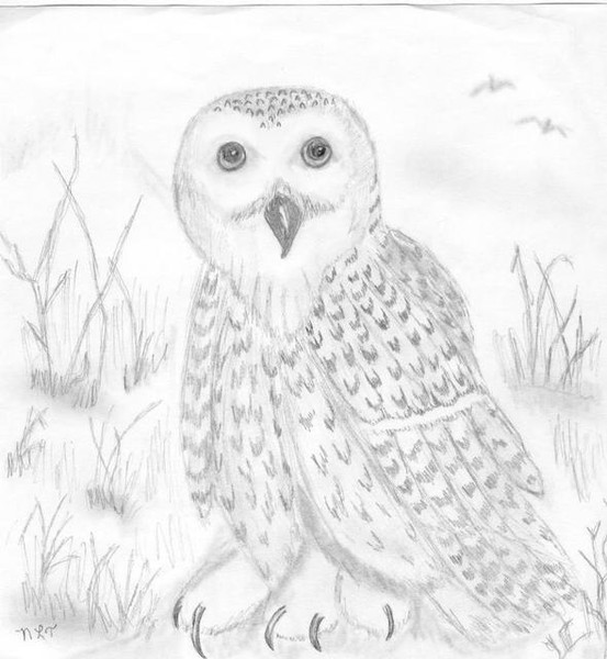 A wise old owl