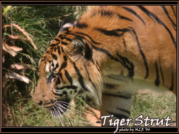 Tiger Strut