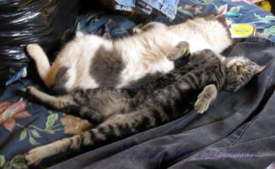 Total Relaxation