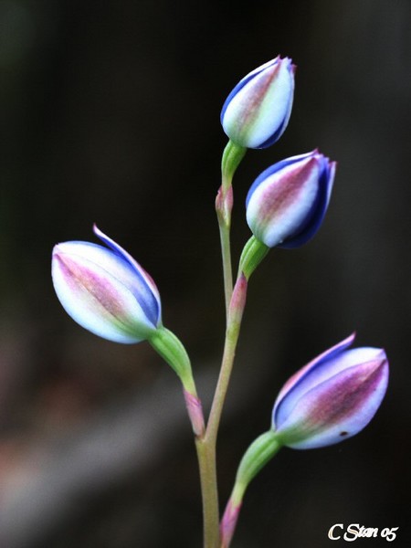 Wild Flowers of West Aust