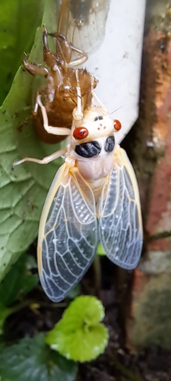 Cicadas of 2024