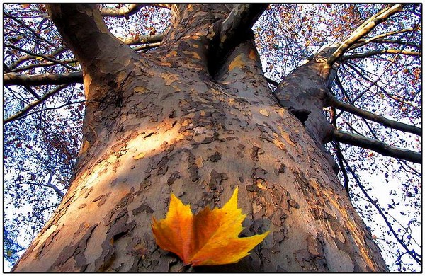 a tree named Adam...