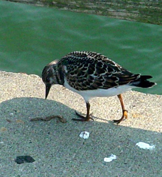Sandpiper