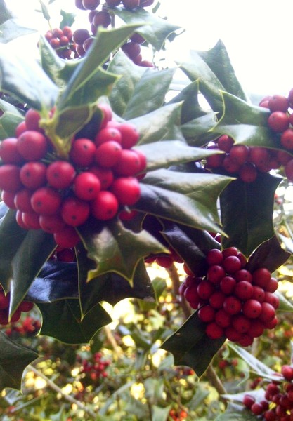 Berries