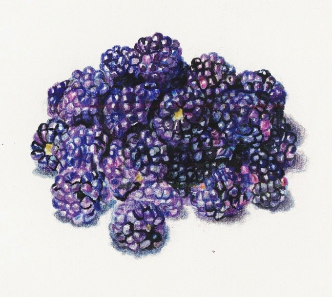 blackberry