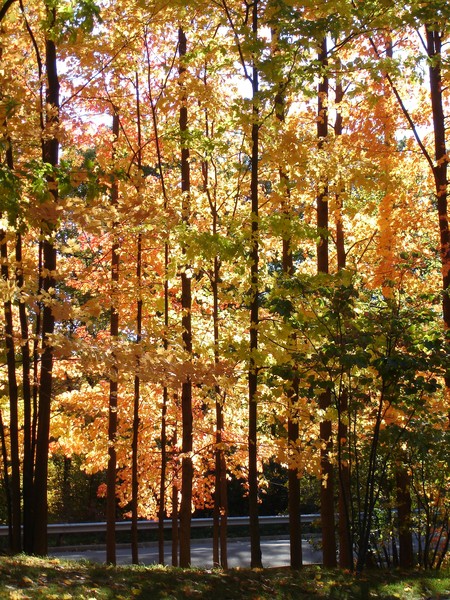 Autumn Drive