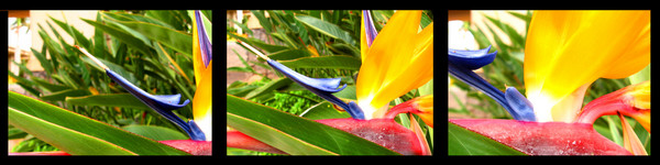 Paradise Panorama