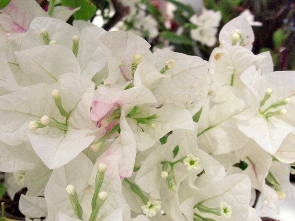 Cluster White