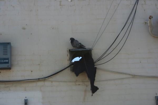 LONELY BIRD
