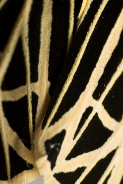 Abstract