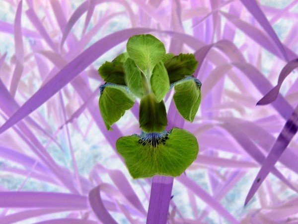 Nature in new eyes
