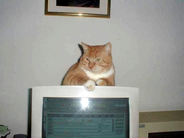 Mostly Underfoot, Now Over Computer
