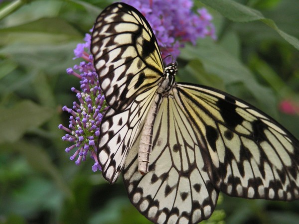 Monarch