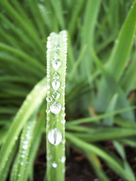 Rain Drops