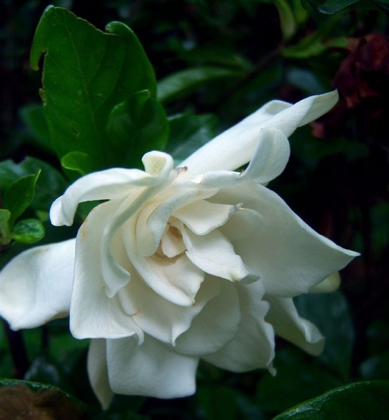 Gardenia