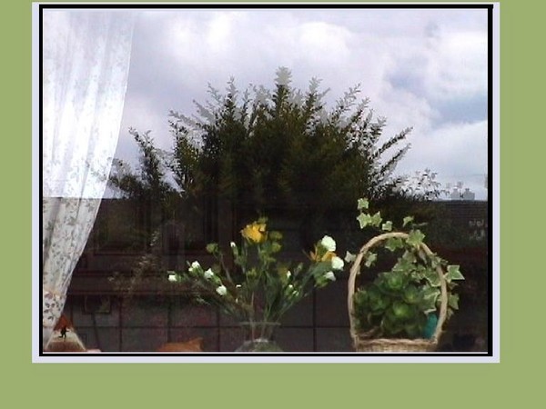 238. In the kitchen window