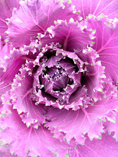 Purple Decorative Cabbage