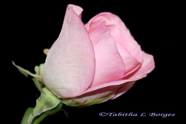 Love's Notes