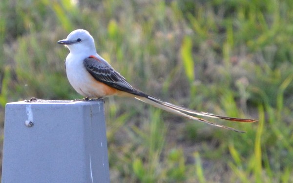 Scissortail Flycatcher