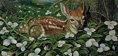 Trillium Fawn