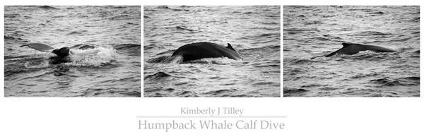 Humpback Whale Calf Dive