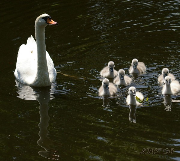 An in spite of mother
