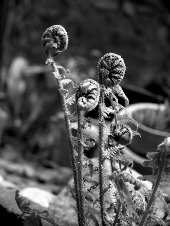 Furled