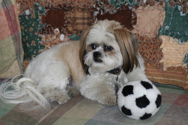 Soccer Dog
