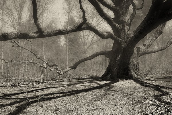Great White Oak