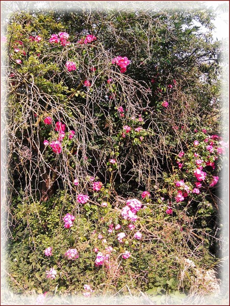 Wild Roses