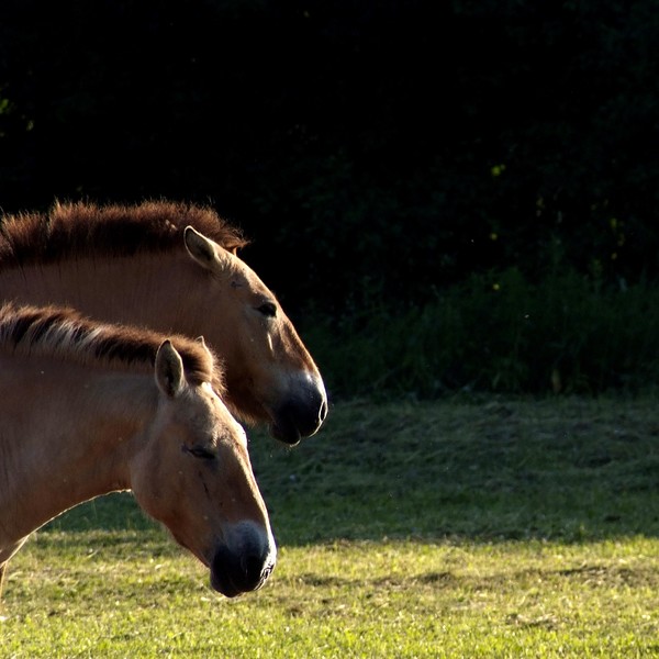 Mongolian Horses