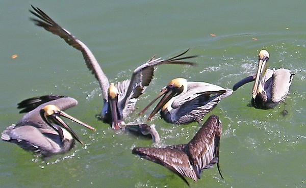 Pelican Scramble