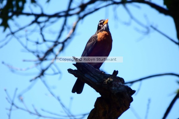 Robin