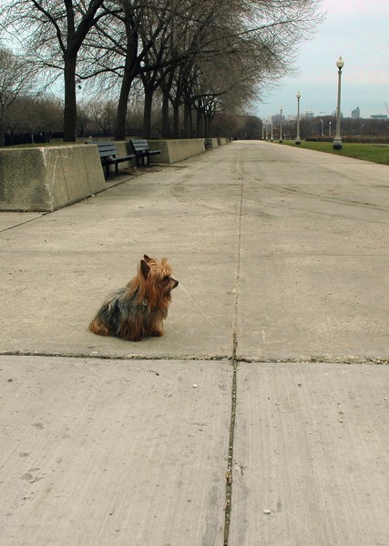 Wolfman in the Park