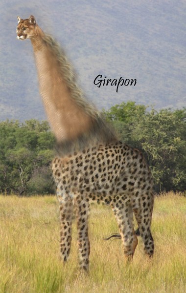 Girapon