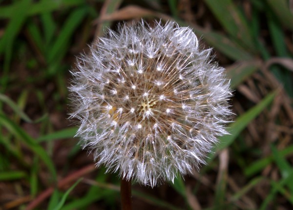 Delicate