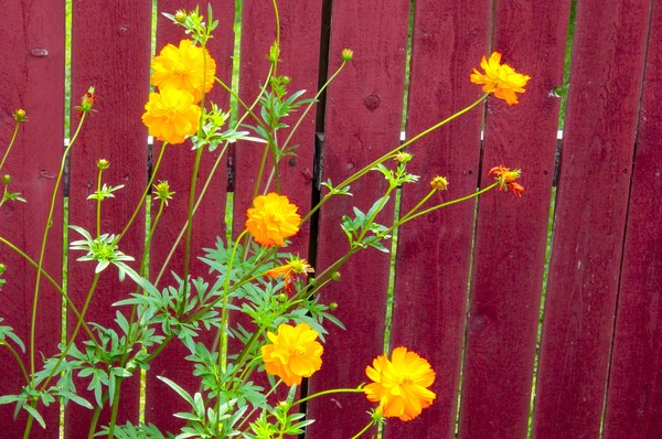 Against the Red Fence