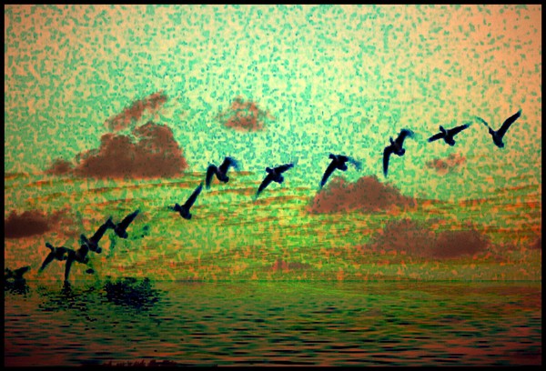 Lonely Flight