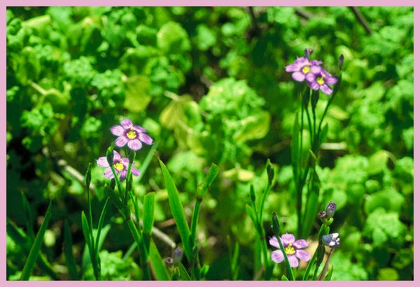 The Bermudiana Flower
