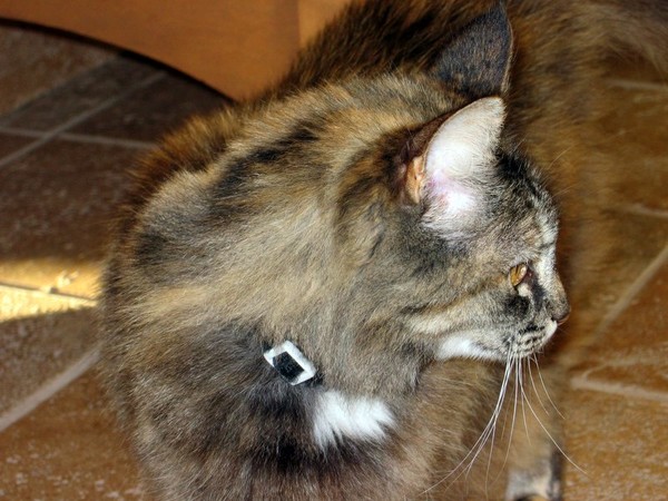 Lucy