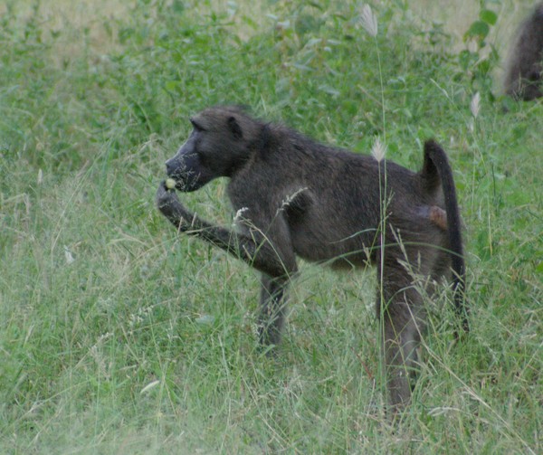 Baboon