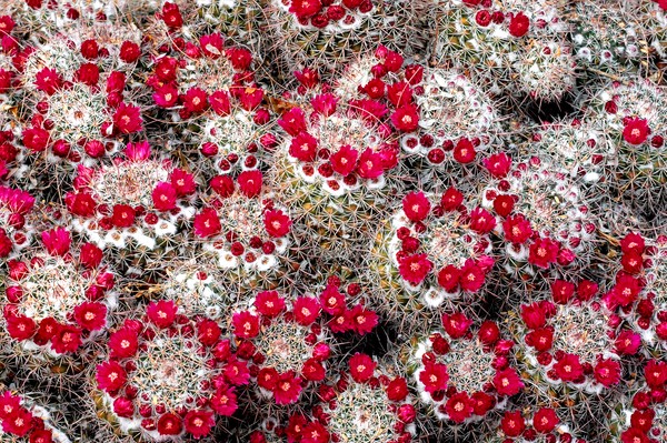 Ring Around the Cacti
