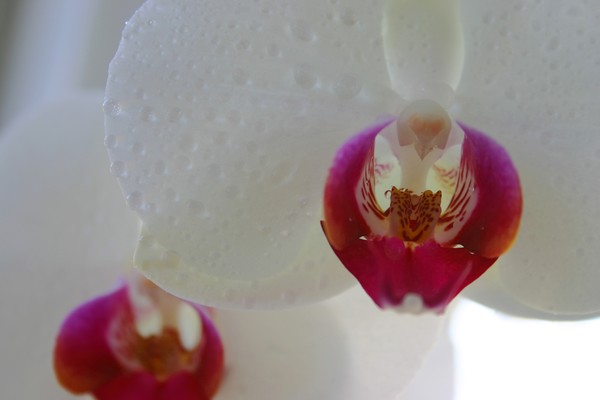 Orchid