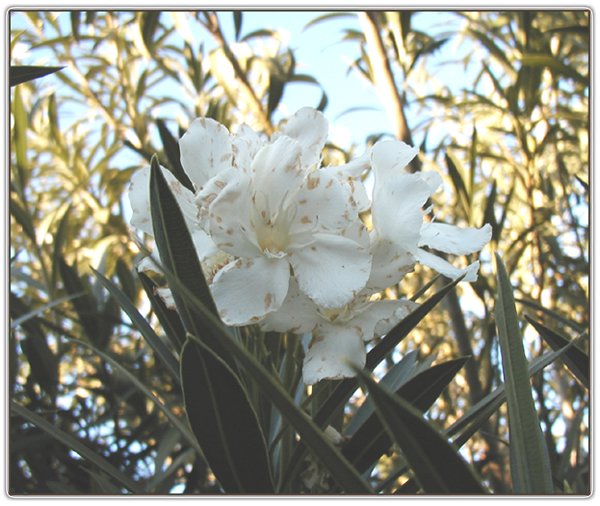 Oleanders