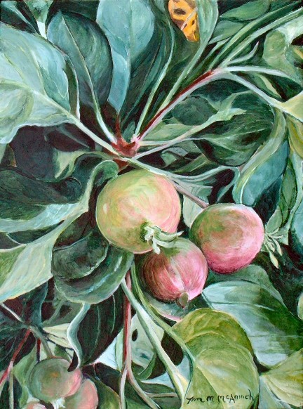 Baby Apples