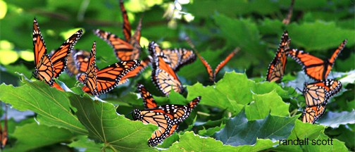 FLIGHT OF THE MONARCH