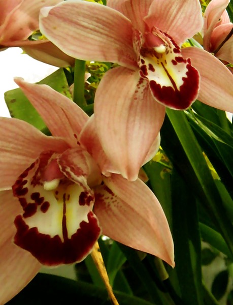 Orchids In Summer (Two)