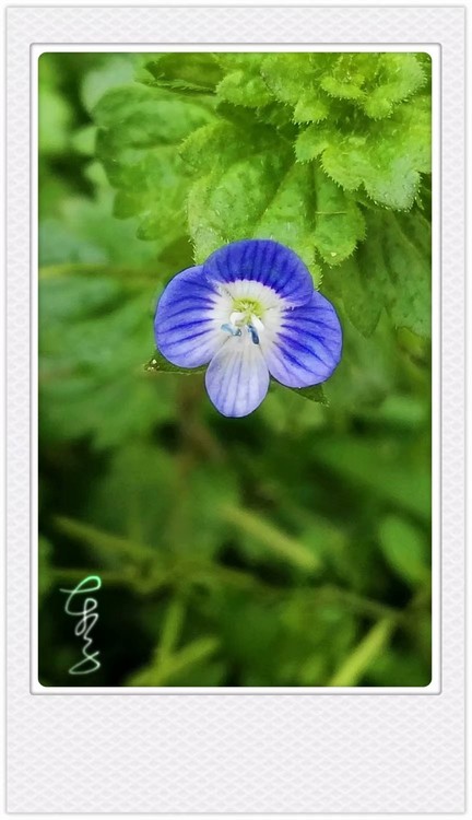 little blue wild unknown beautiful flower