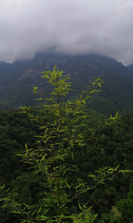 Bamboo in Mountains