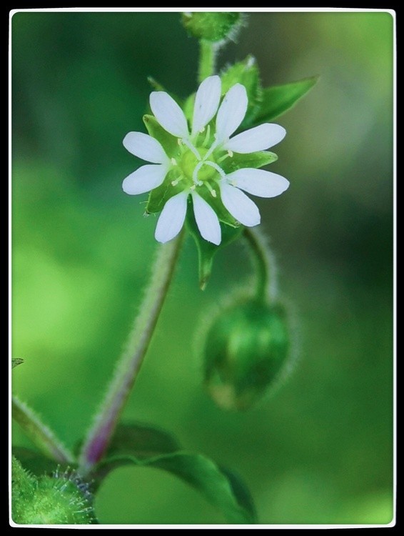 wild white flower